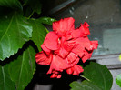 DSCN7532
