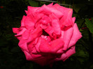 DSCN7555