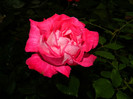 DSCN7558