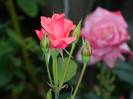 DSCN7560
