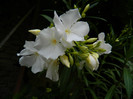 DSCN7570