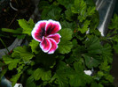 DSCN7575