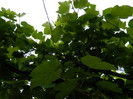 DSCN7581