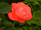 DSCN7589
