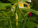 DSCN7590