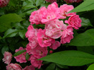 DSCN7592