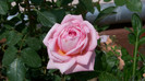 Abraham Darby