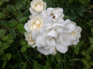 kent-floribunda
