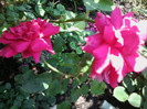 rosanna -urcator