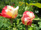 DSCN2184