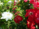 Clematita Isago si Dortmund 4 iunie 2012
