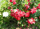 DSCN2190