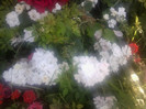 kent-floribunda