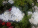 kent-floribunda