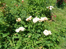 DSCN2204