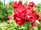 DSCN2211