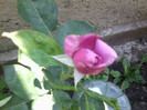 sissi