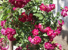 super excelsa-urcator