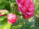 DSCN2334