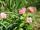 DSCN2338