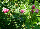 DSCN2339