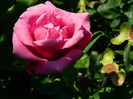 DSCN2340