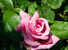 DSCN2341