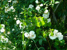 Schnewitchen