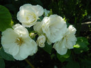 DSCN2344