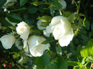 Schnewitchen