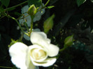 DSCN2346