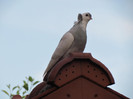 IMG_6052