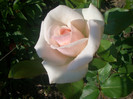 CIMG5434