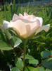 CIMG5435
