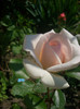 CIMG5436