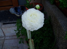 ranunculus -05 Iunie