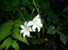 gladiola pitica