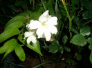 P1010038
