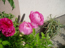 ranunculus