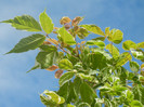 Acer negundo Flamingo (2010, June 02)