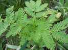 Albizia julibrissin (2012, May 13)