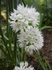 Allium amplectens (2012, June 05)