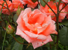 Rose Artistry (2012, June 05)