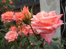 Rose Artistry (2012, June 05)