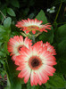 Bicolor Gerbera (2012, June 05)