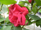 Rose Blaze (2012, May 30)