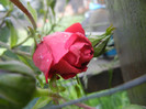 Rose Blaze Superior (2012, May 30)