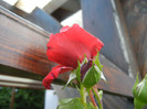 Rose Blaze Superior (2012, May 30)