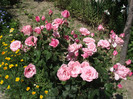 DSCF7422