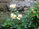Abraham Darby